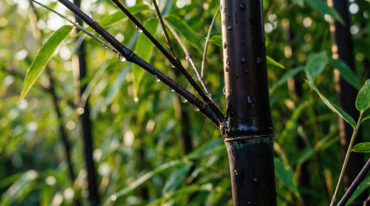 抖阴植物延时摄影视频